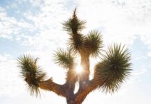 Natürliche Linderung bei Hitzewallungen: Ein achtsamer Ansatz