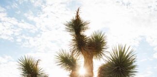 Soulagement naturel des bouffées de chaleur : une approche consciente