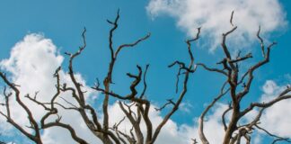 Schaarste overwinnen: hoe je kunt overschakelen van ‘niet genoeg’ naar overvloed