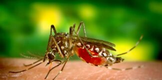 Dengue’s stille greep op Amerikaanse bodem
