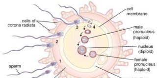 Qué sucede realmente cuando el espermatozoide se encuentra con el óvulo: los conceptos básicos de la fertilización humana