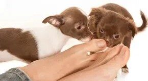 Чому мої ноги пахнуть тухлими яйцями? Наука про запах ніг